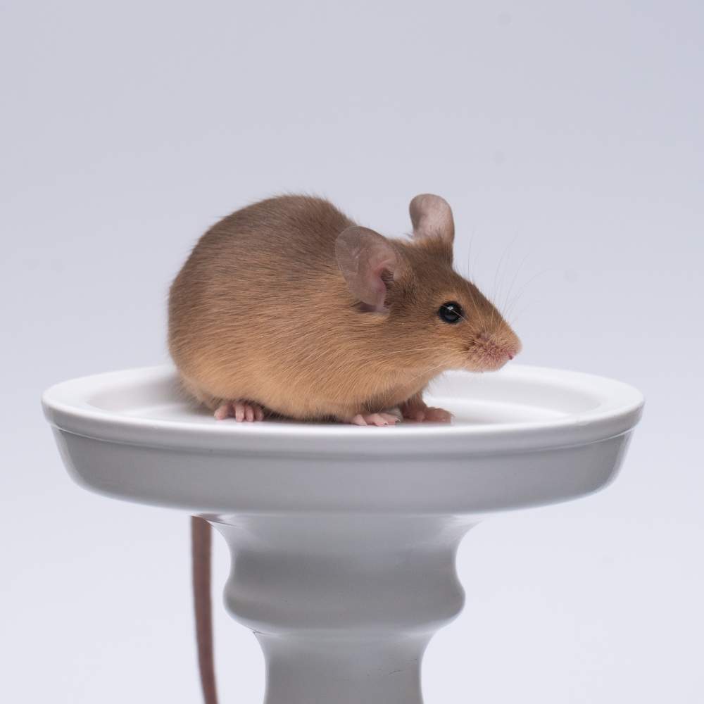 Fancy mouse Breeder Mus musculus 