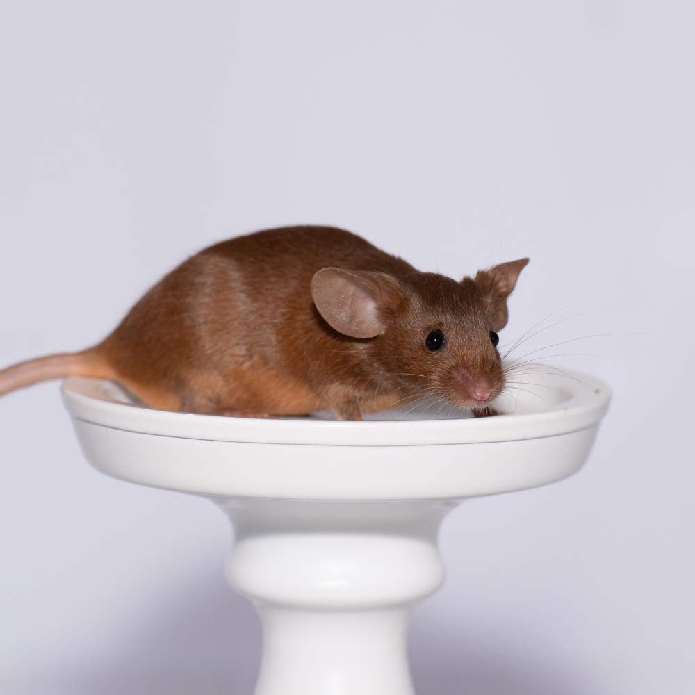 Fancy mouse Rehomed Mus musculus 