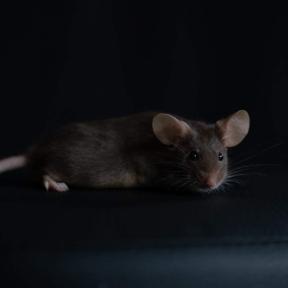 Fancy mouse Rehomed Mus musculus 