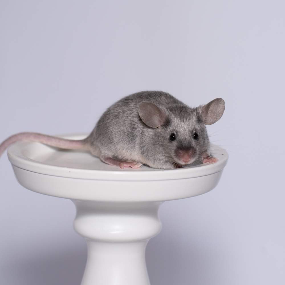 Fancy mouse Rehomed Mus musculus 