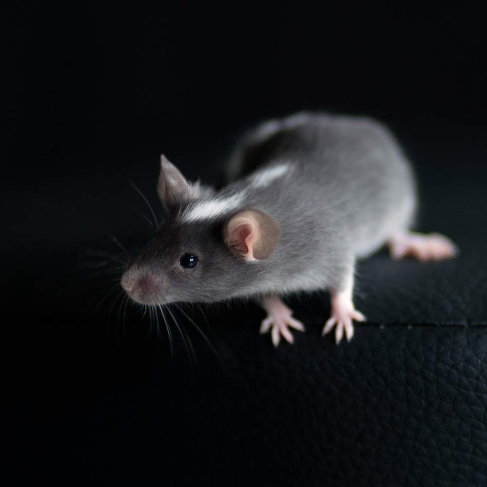 Fancy mouse Breeder Mus musculus 