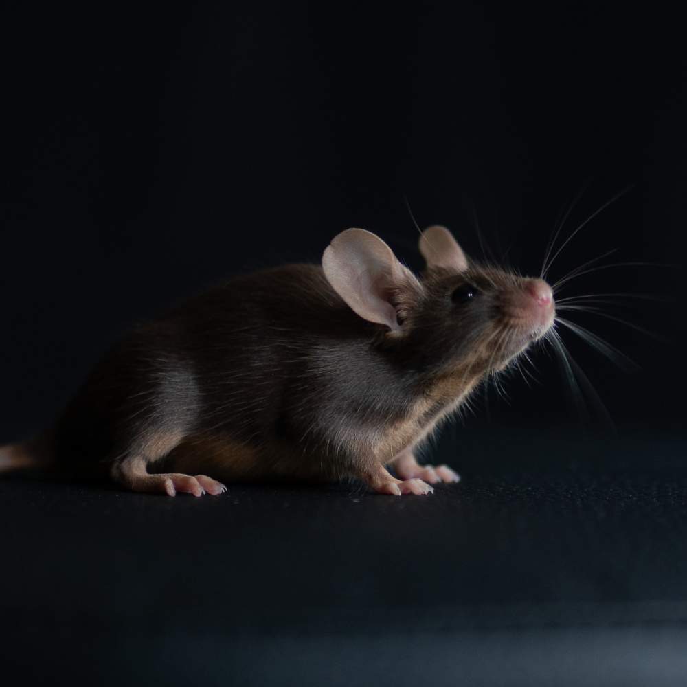 Fancy mouse Breeder Mus musculus 