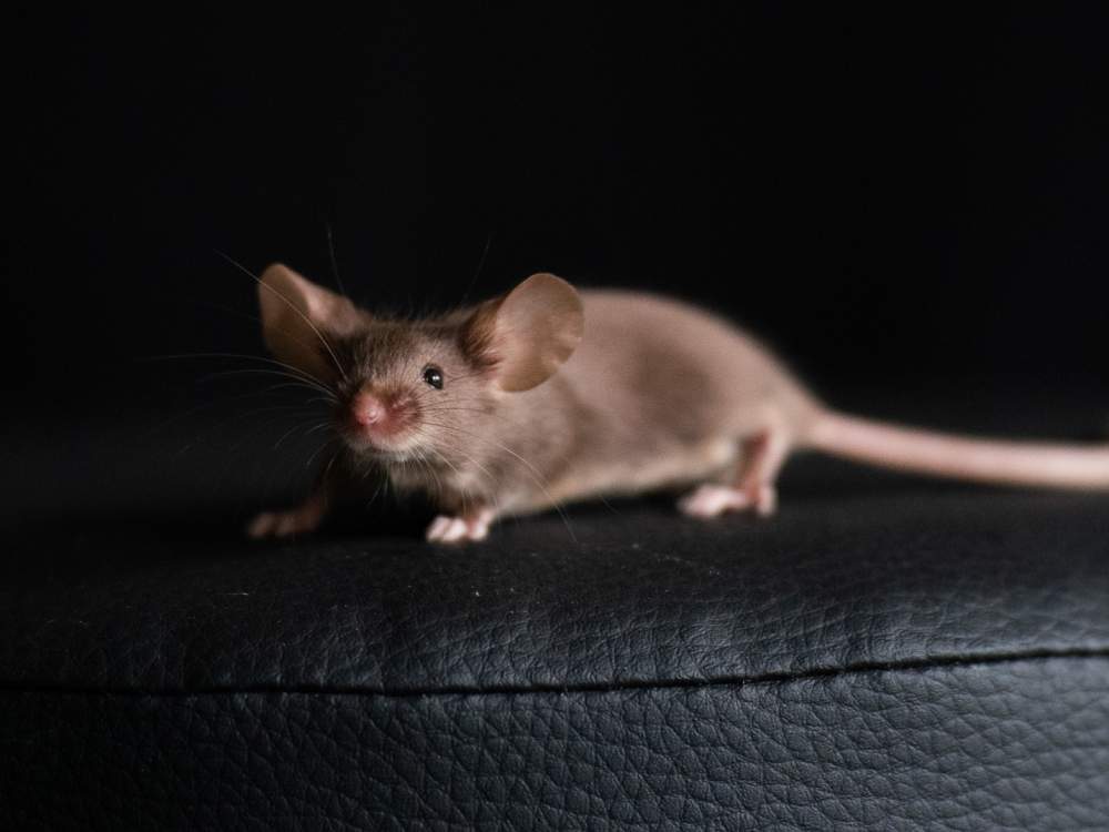 Fancy mouse Breeder Mus musculus 