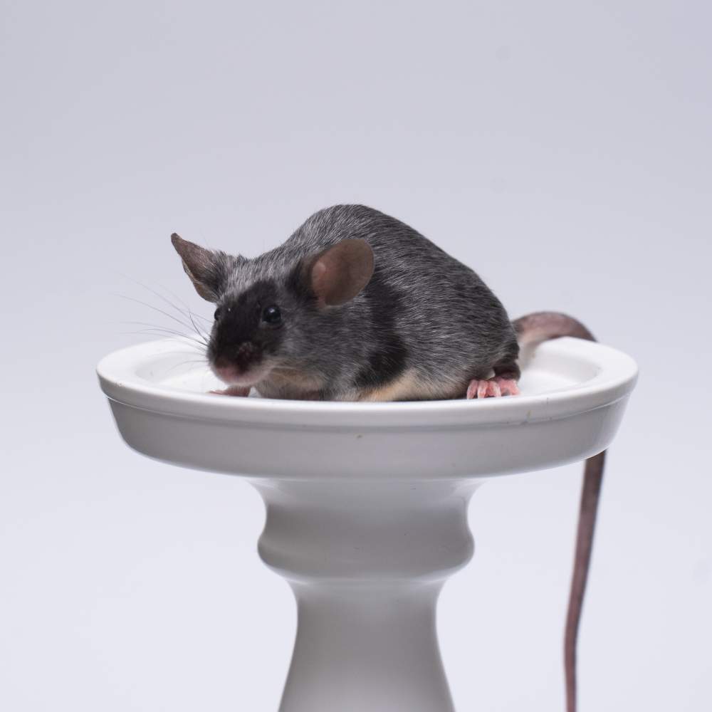 Fancy mouse Breeder Mus musculus 
