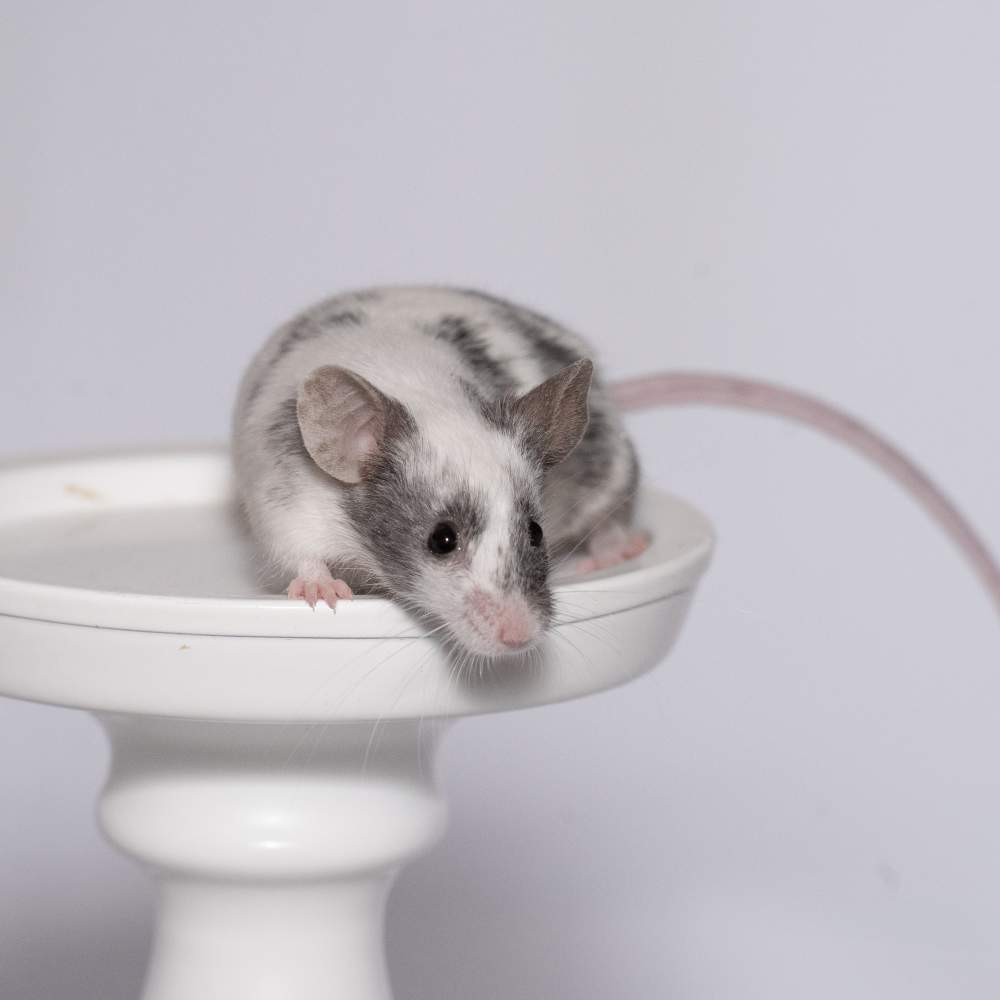 Fancy mouse Breeder Mus musculus 