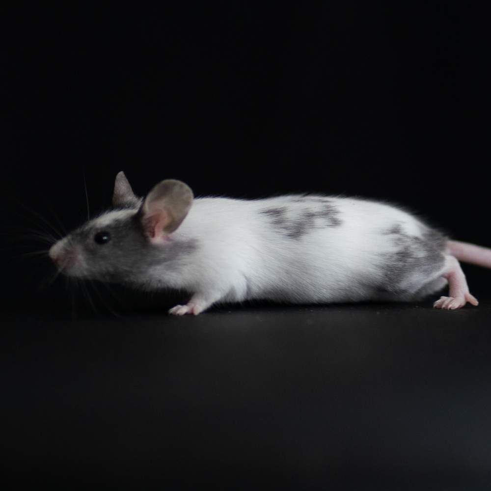 Fancy mouse Rehomed Mus musculus 