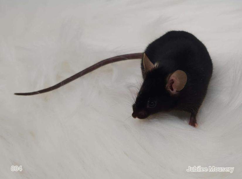 Fancy mouse Breeder Mus musculus 