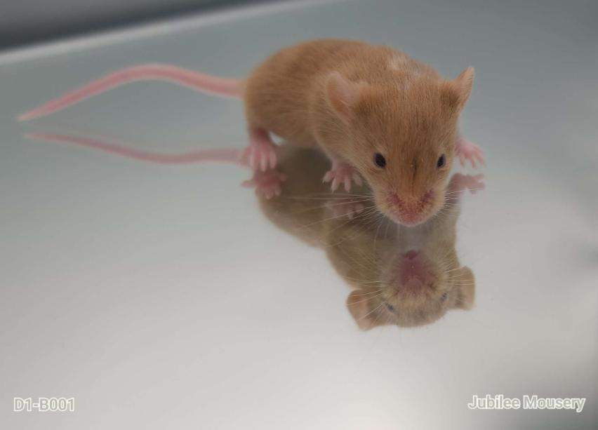 Fancy mouse Breeder Mus musculus 