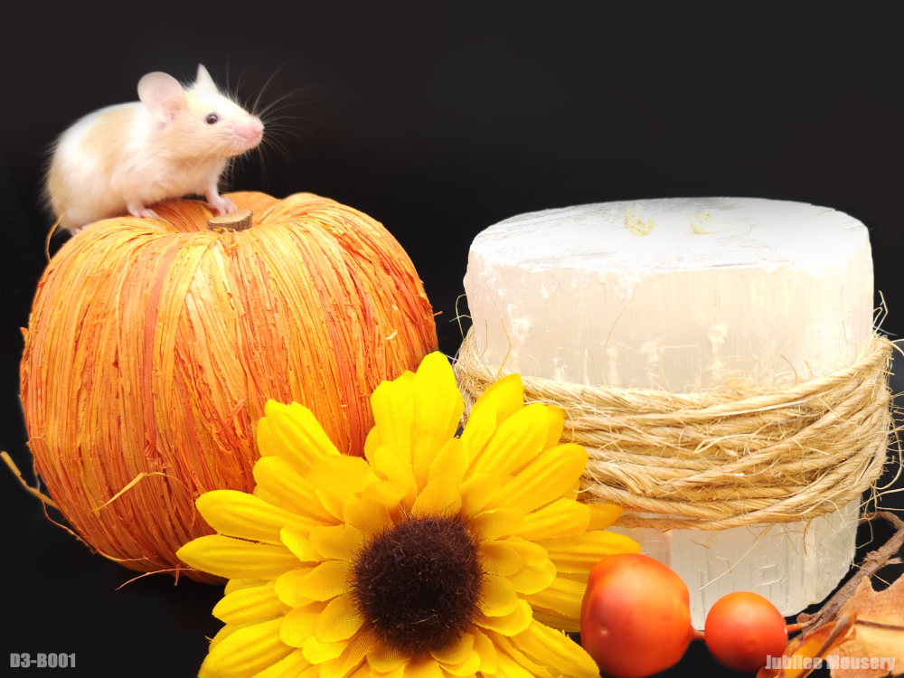 Fancy mouse Breeder Mus musculus 
