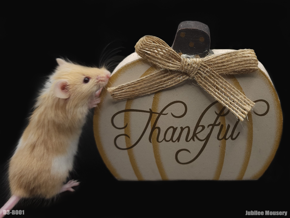 Fancy mouse Breeder Mus musculus 
