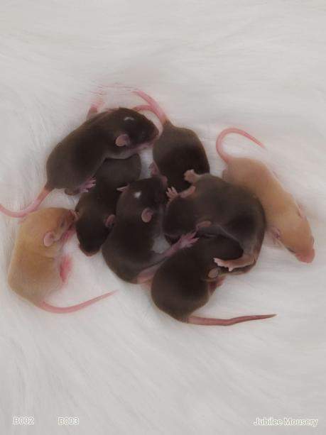 Fancy mouse Pet only Mus musculus 