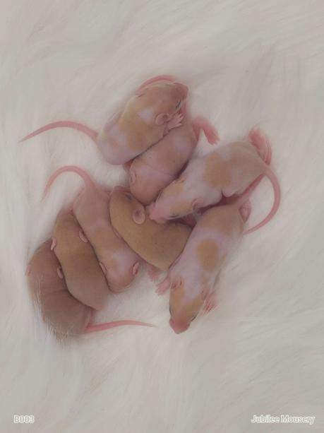 Fancy mouse Pet only Mus musculus 