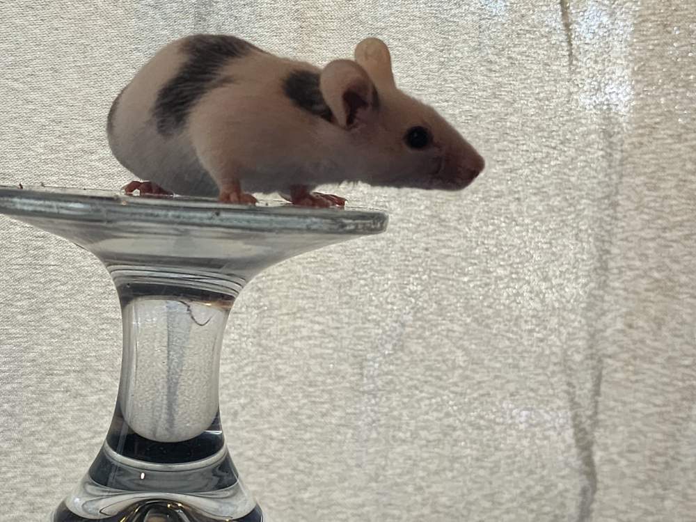 Fancy mouse Retired Mus musculus 