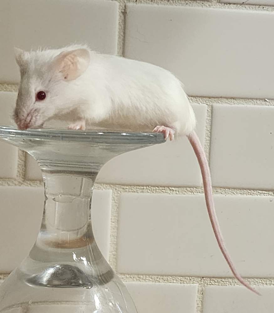 Fancy mouse Retired Mus musculus 