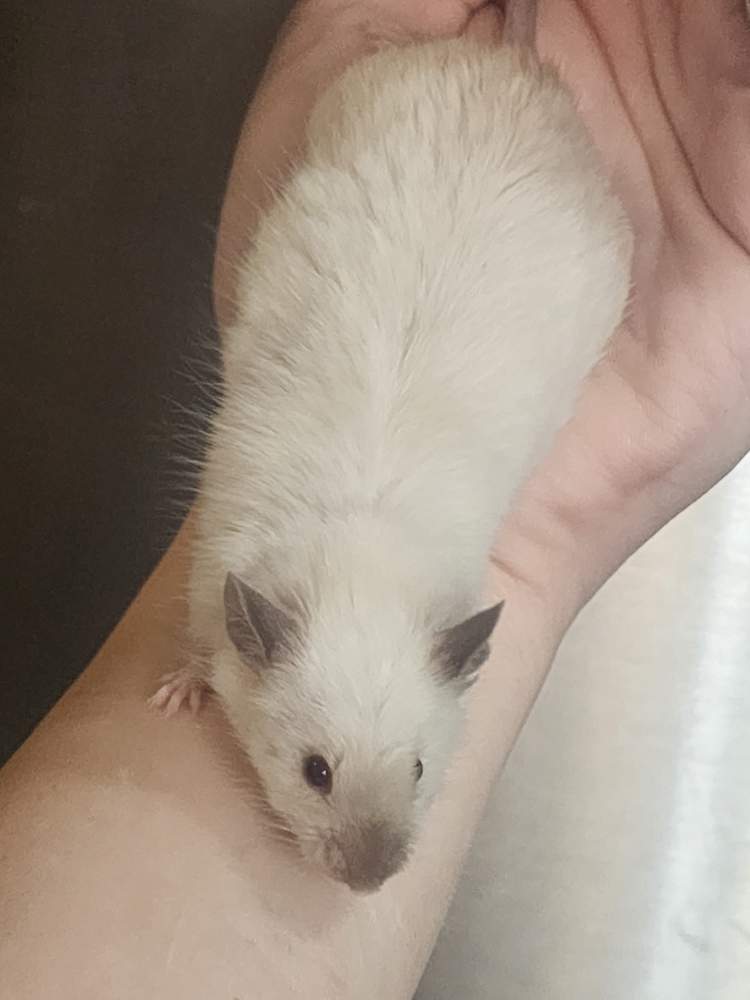 Fancy mouse Breeder Mus musculus 