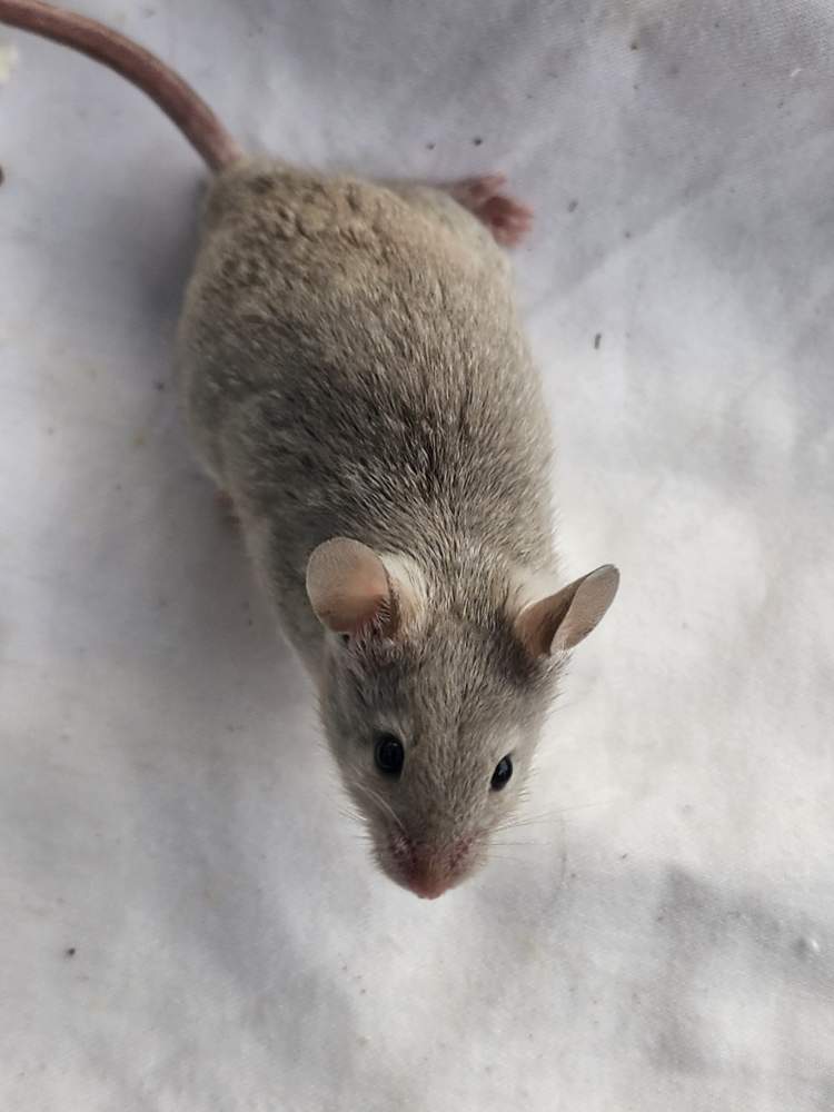 Fancy mouse Breeder Mus musculus 
