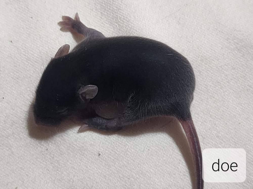 Fancy mouse Breeder Mus musculus 