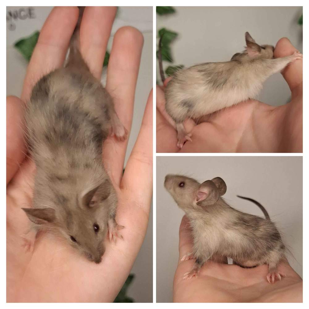 Fancy mouse Breeder Mus musculus 