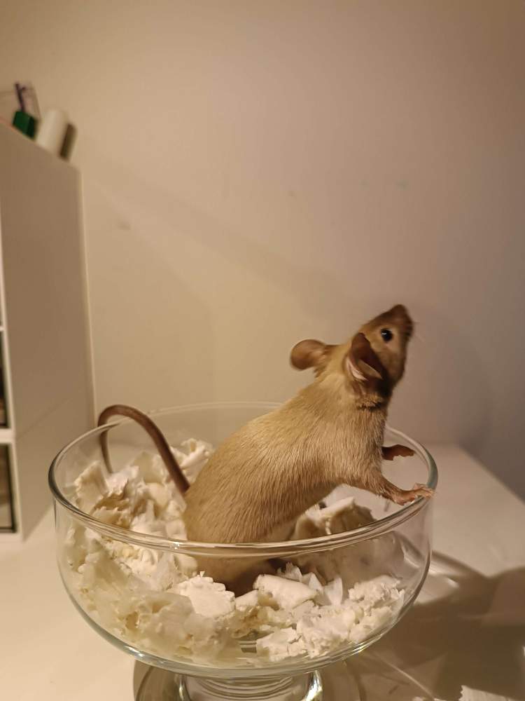 Fancy mouse Rehomed Mus musculus 