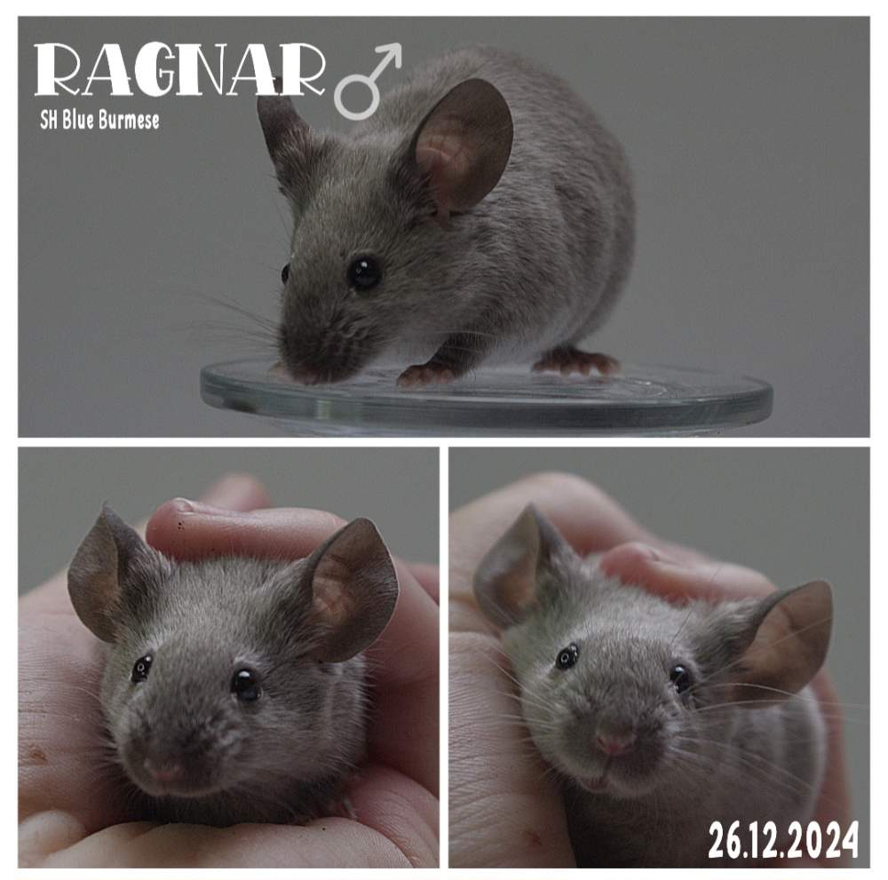 Fancy mouse Breeder Mus musculus 