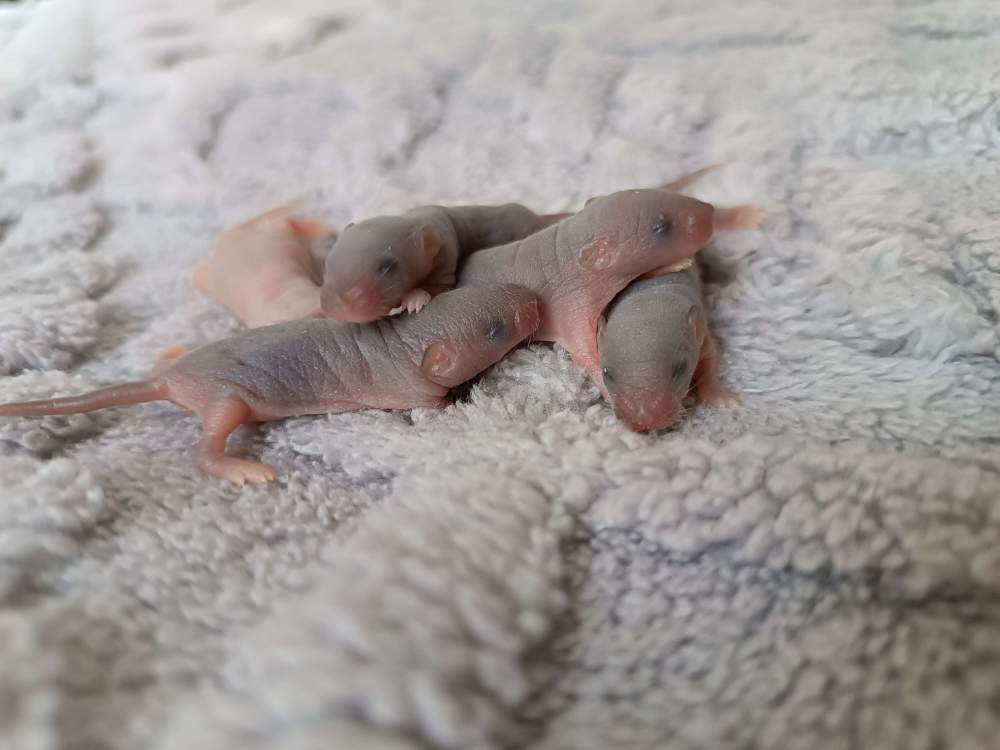 Fancy mouse Pet only Mus musculus 