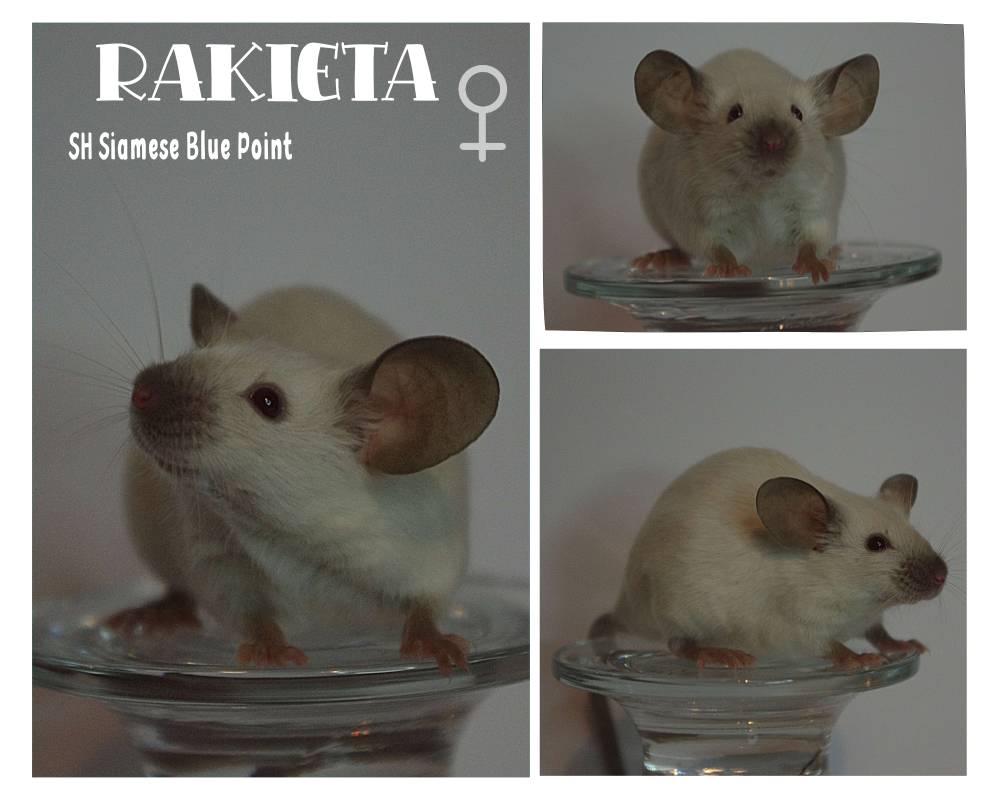 Fancy mouse Breeder Mus musculus 