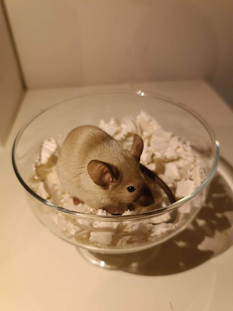 Fancy mouse Breeder Mus musculus 