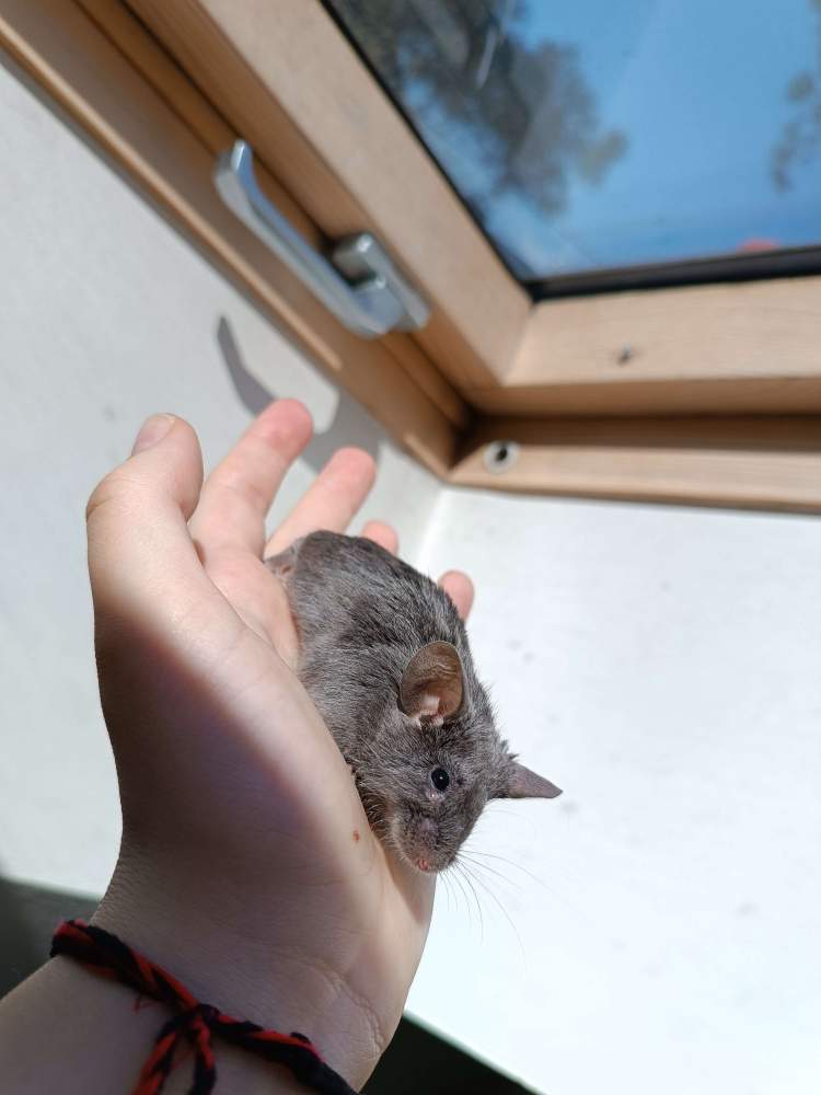Fancy mouse Rehomed Mus musculus 