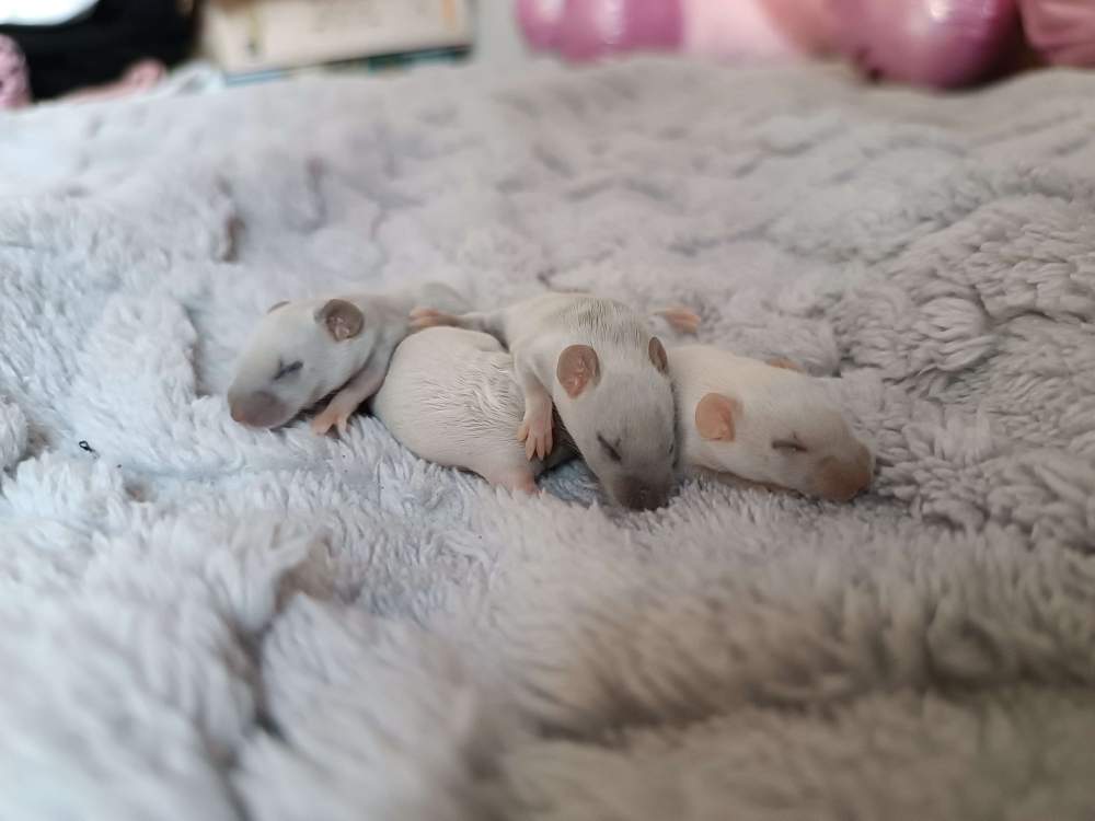 Fancy mouse Pet only Mus musculus 