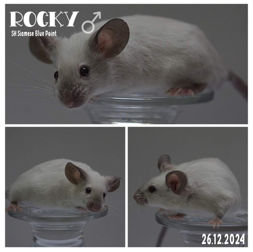 Fancy mouse Breeder Mus musculus 