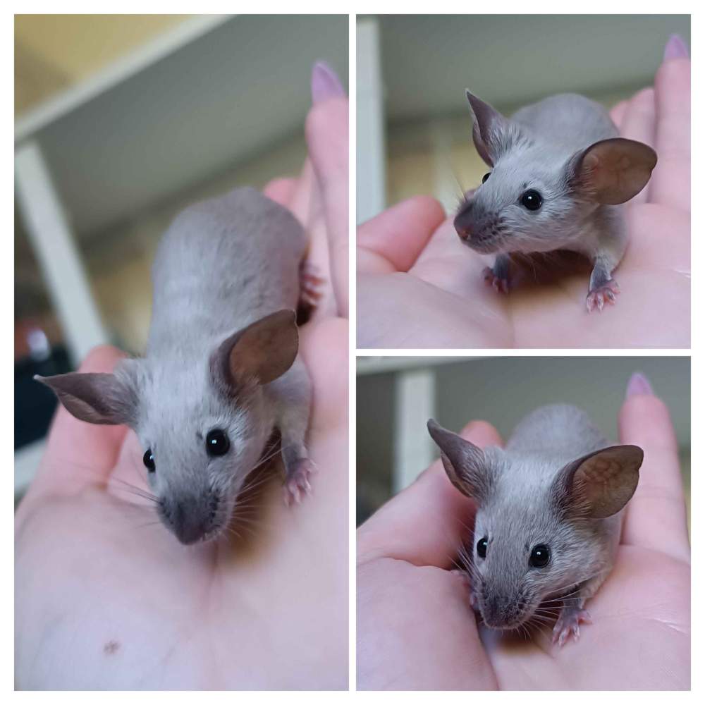 Fancy mouse Deceased Mus musculus 