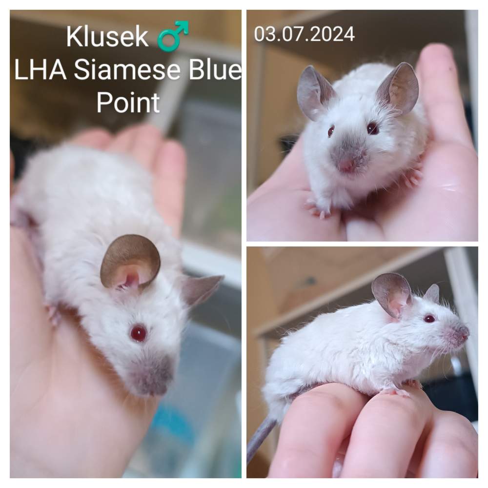 Fancy mouse Retired Mus musculus 