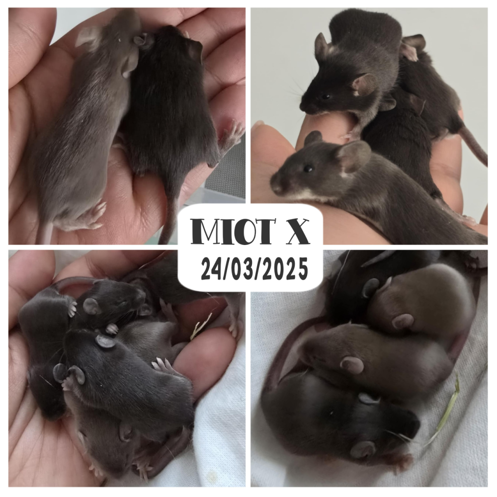 Fancy mouse Pet only Mus musculus 