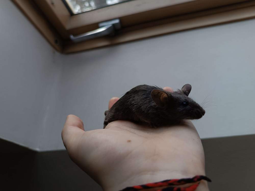 Fancy mouse Deceased Mus musculus 