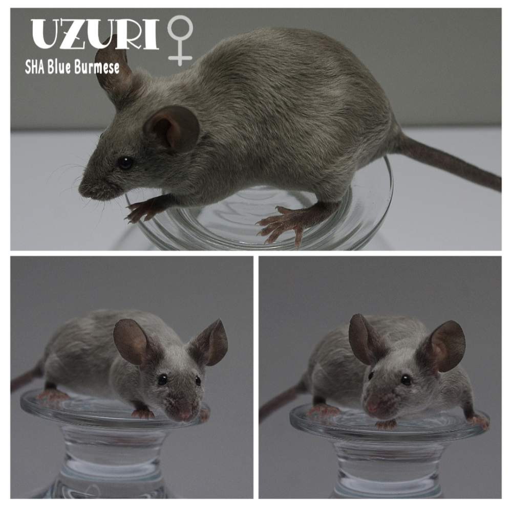 Fancy mouse Breeder Mus musculus 