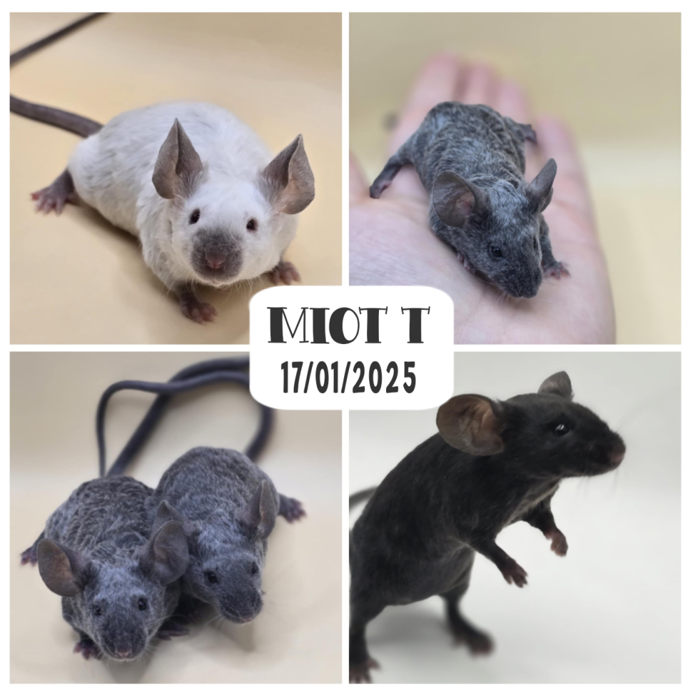 Fancy mouse Pet only Mus musculus 