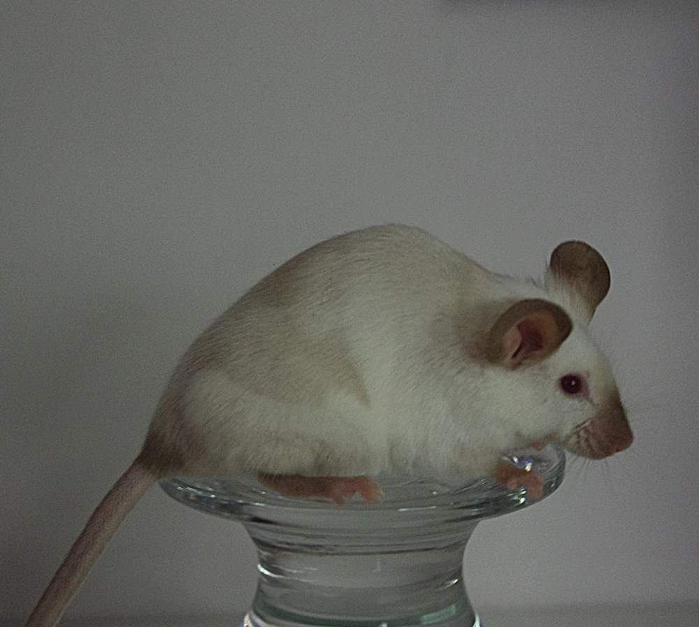 Fancy mouse Breeder Mus musculus 