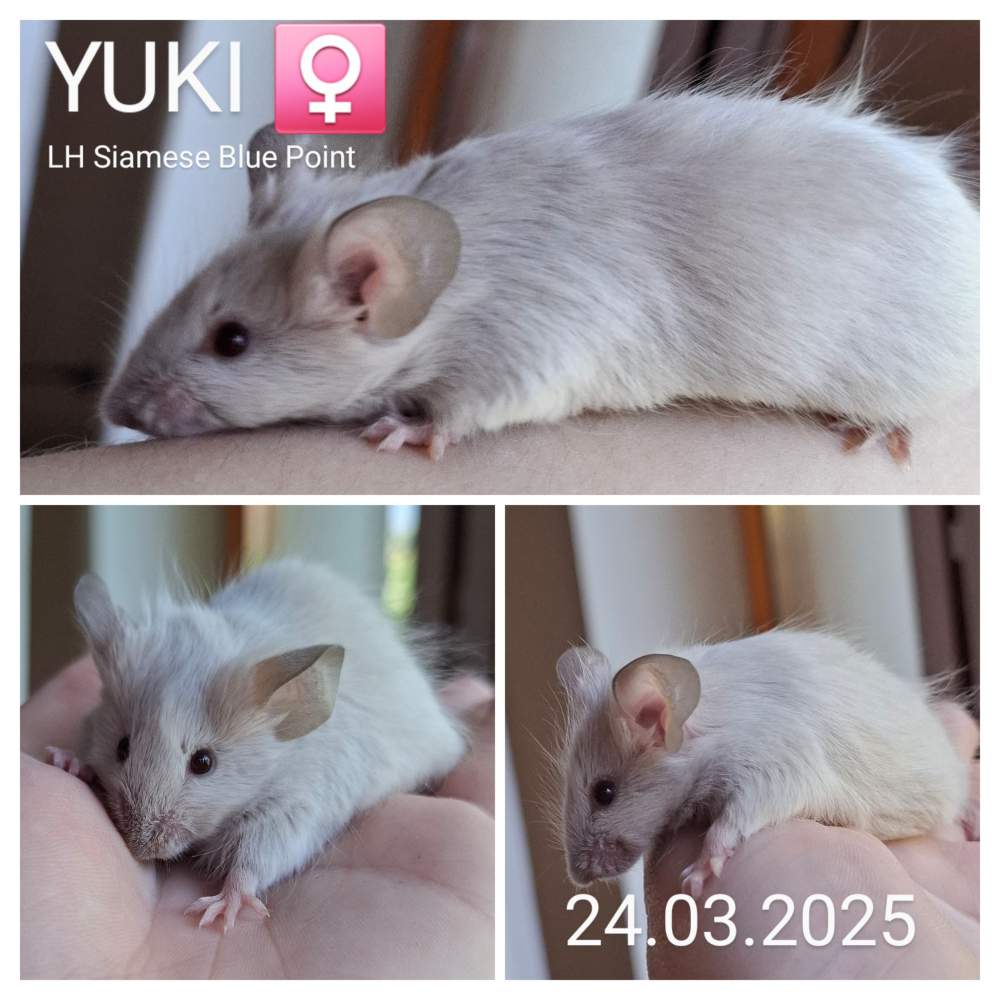 Fancy mouse Pet only Mus musculus 