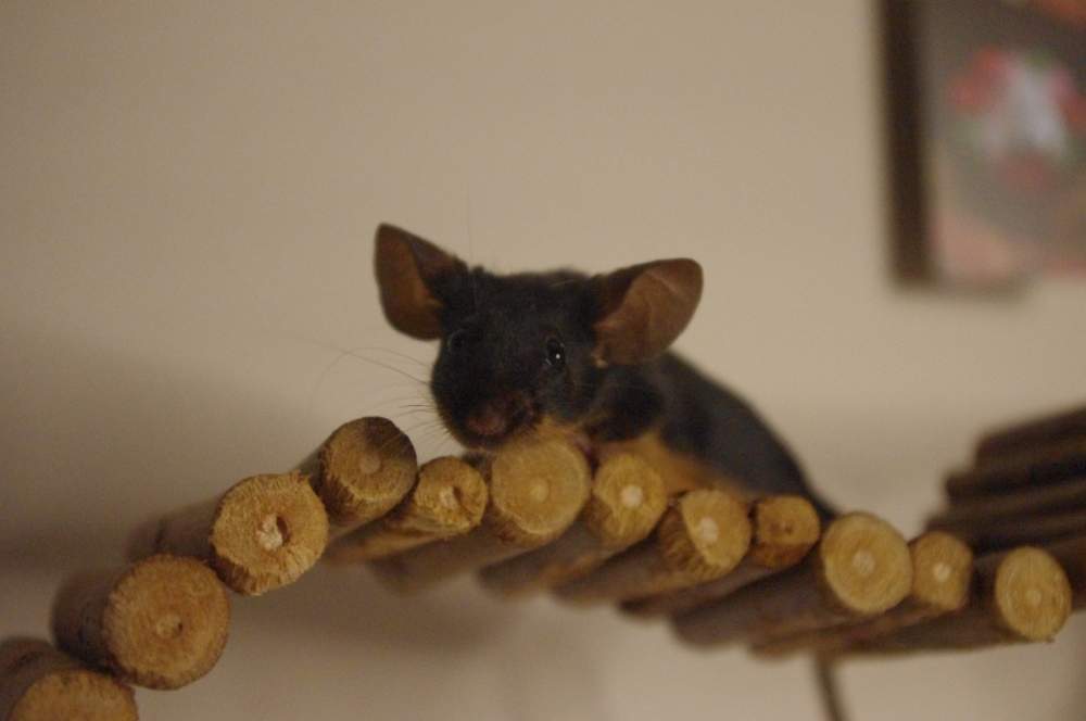 Fancy mouse Breeder Mus musculus 