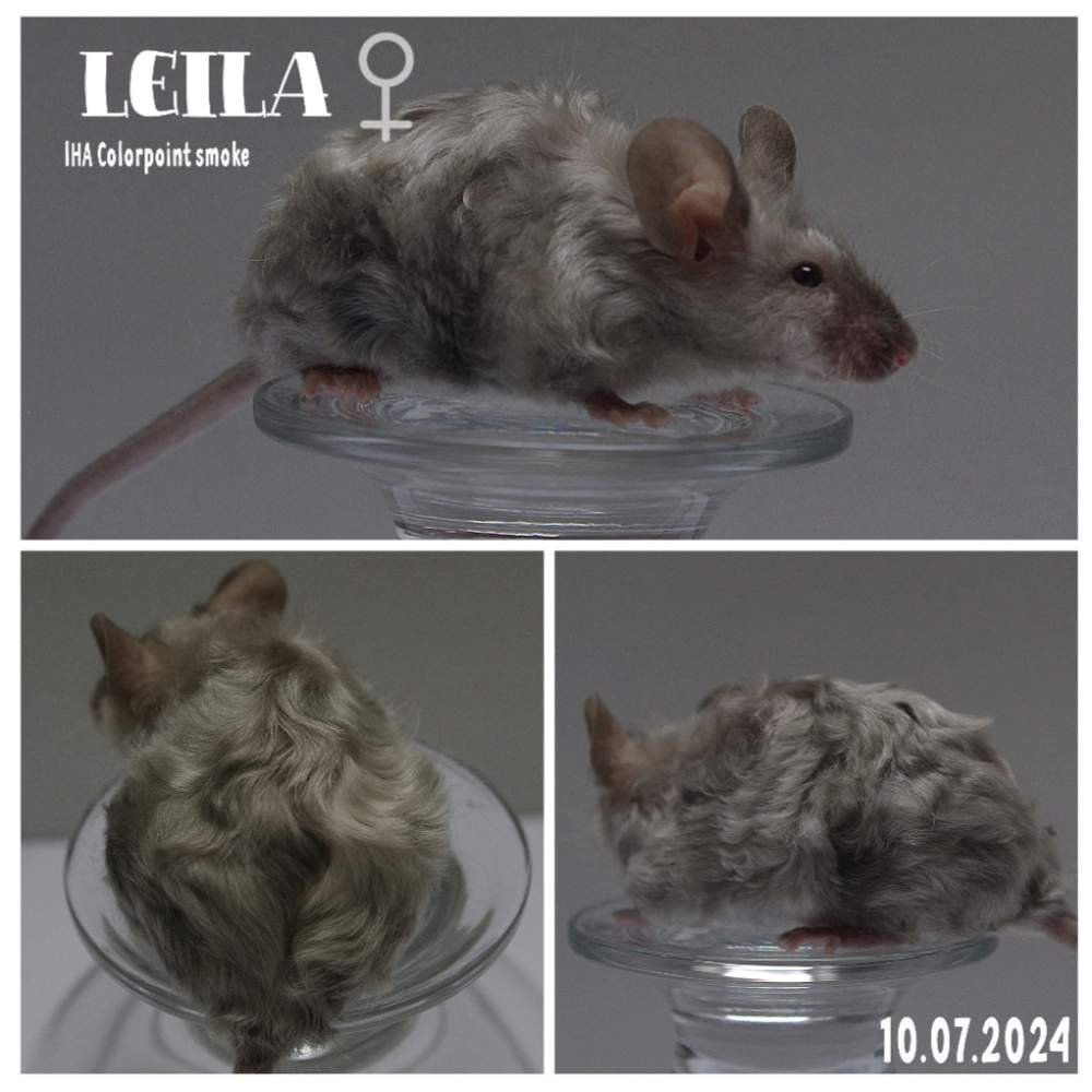 Fancy mouse Retired Mus musculus 