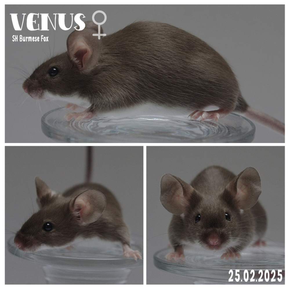 Fancy mouse Breeder Mus musculus 