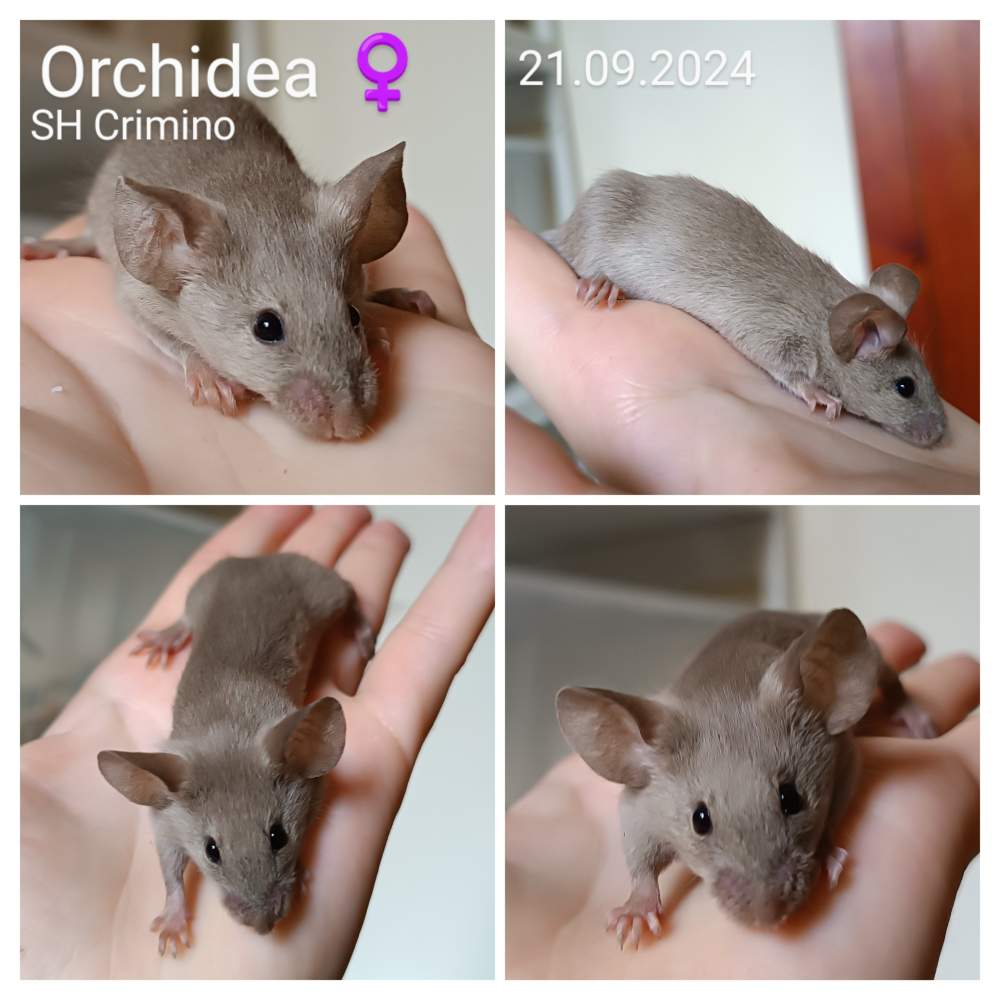 Fancy mouse Retired Mus musculus 