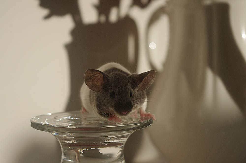 Fancy mouse Breeder Mus musculus 