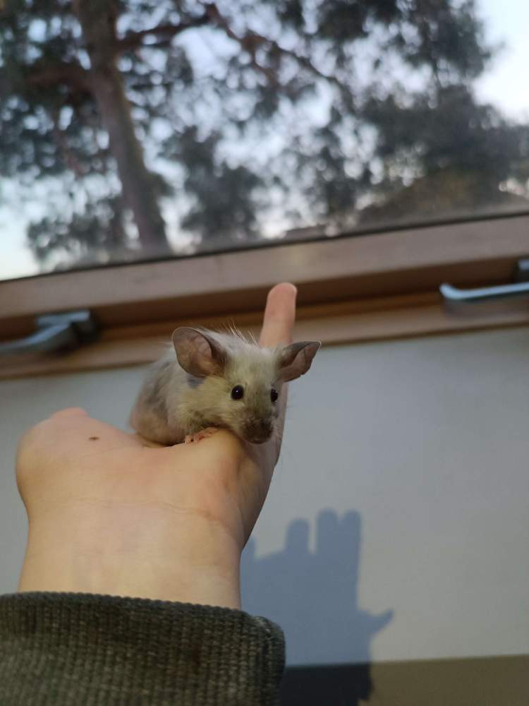 Fancy mouse Deceased Mus musculus 