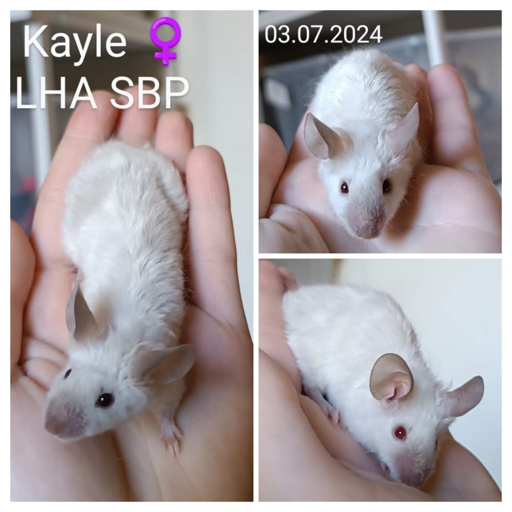 Fancy mouse Retired Mus musculus 