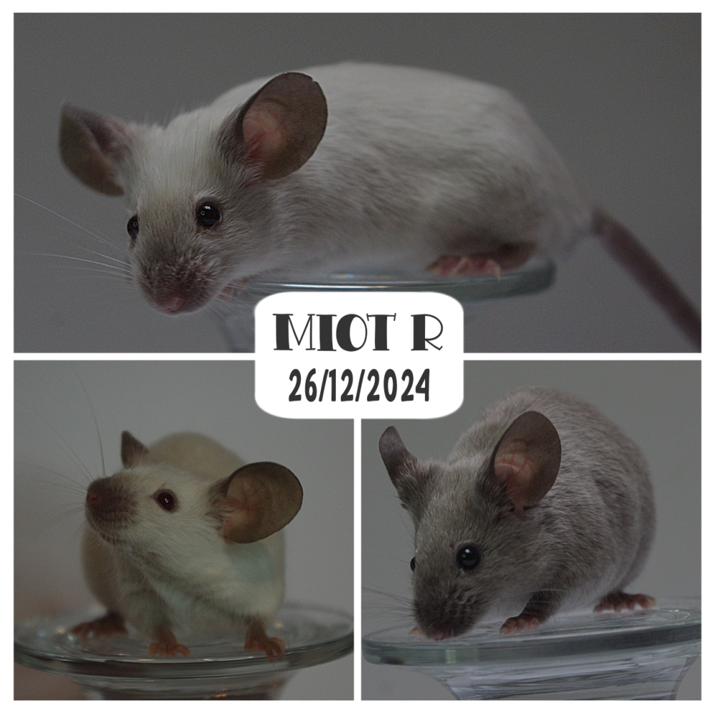 Fancy mouse Pet only Mus musculus 