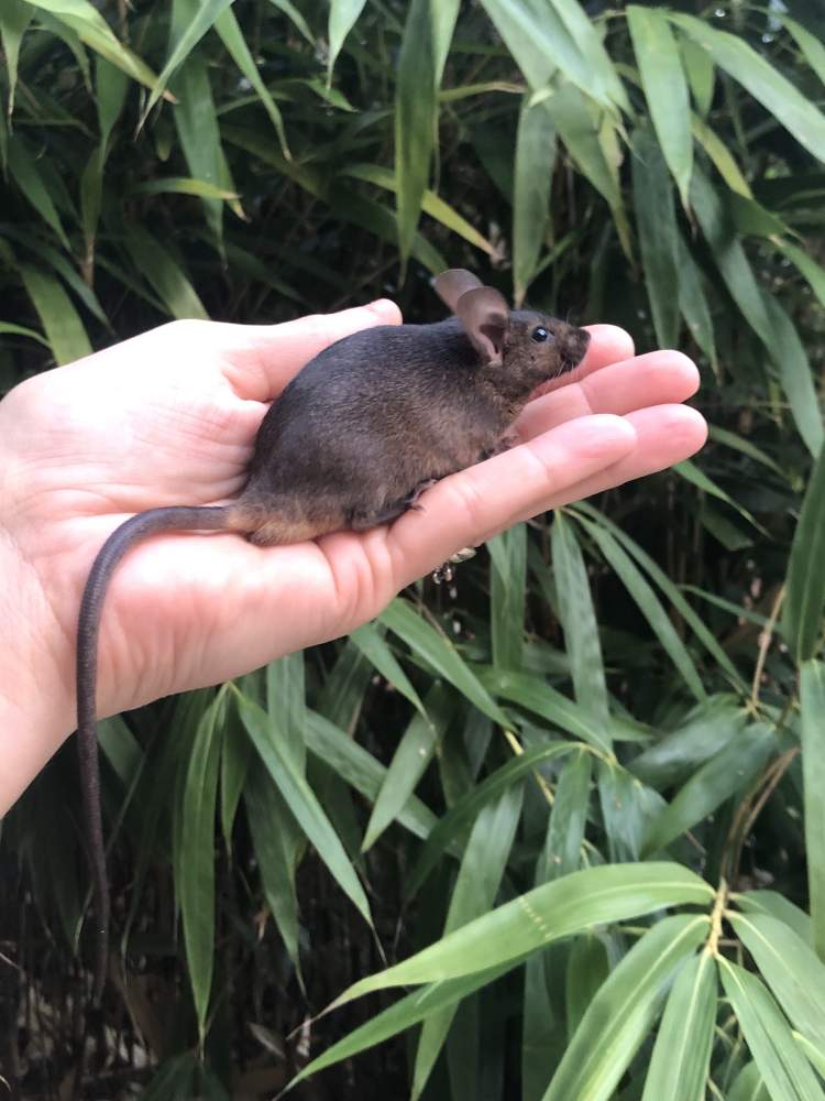 Fancy mouse Breeder Mus musculus 