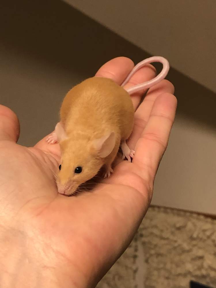 Fancy mouse Pet only Mus musculus 