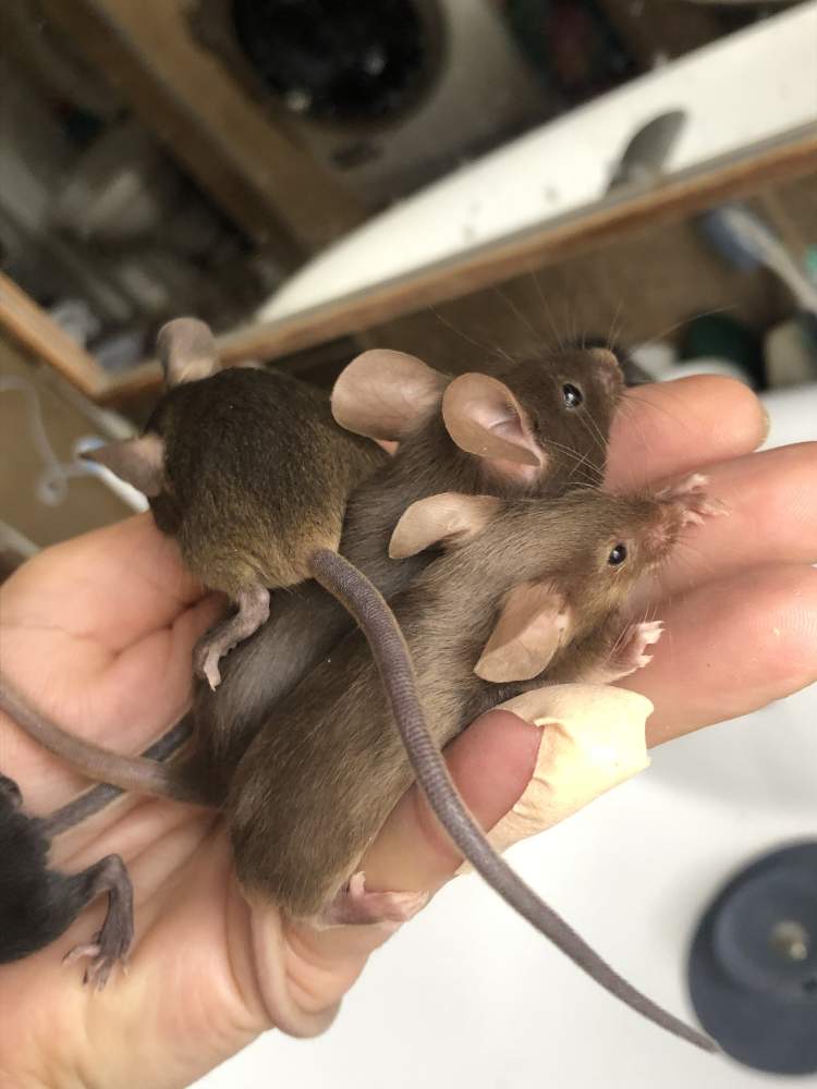 Fancy mouse Pet only Mus musculus Hungary, Biatorbágy