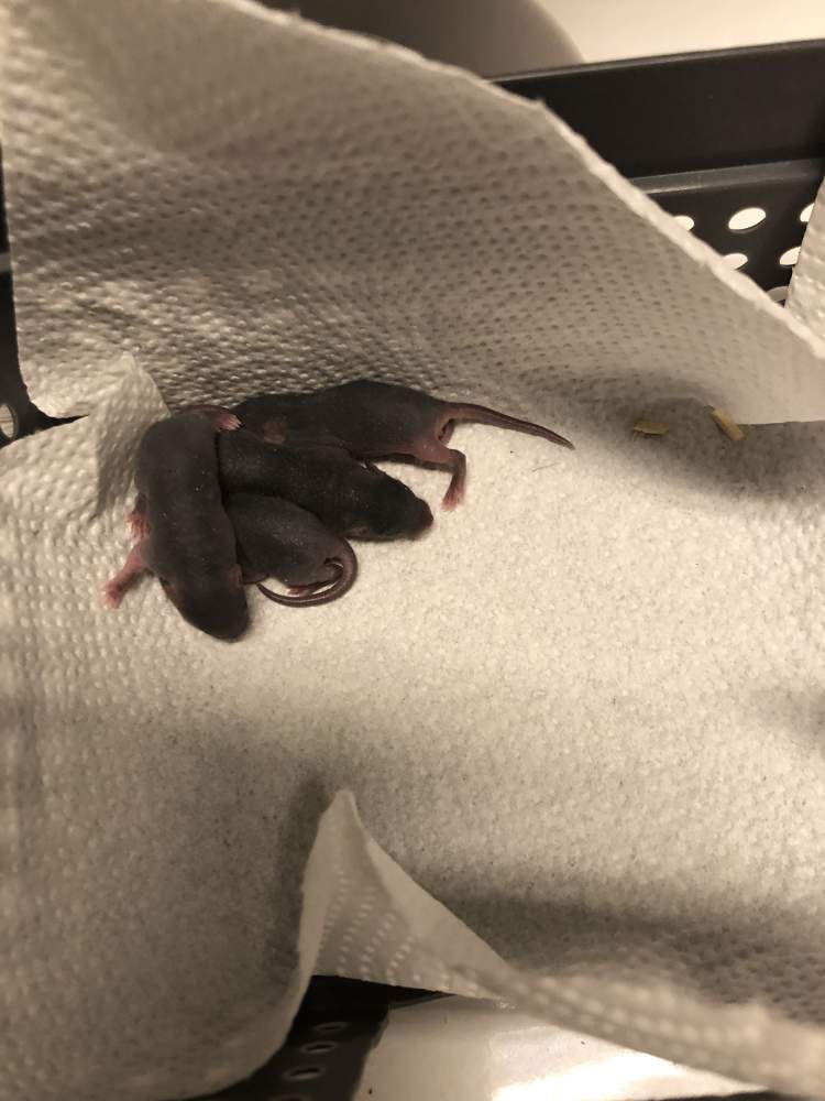 Fancy mouse Pet only Mus musculus 